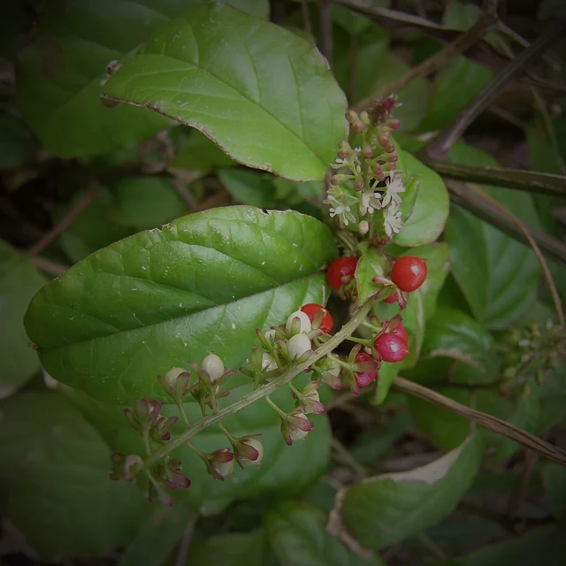 Dog Blood botanical