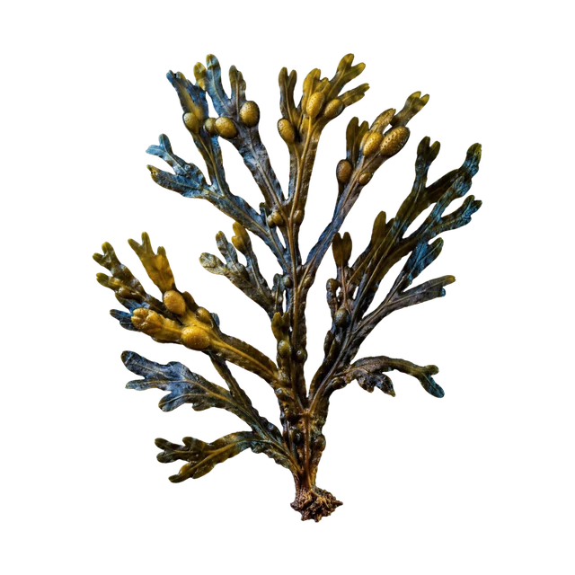 Bladderwrack botanical