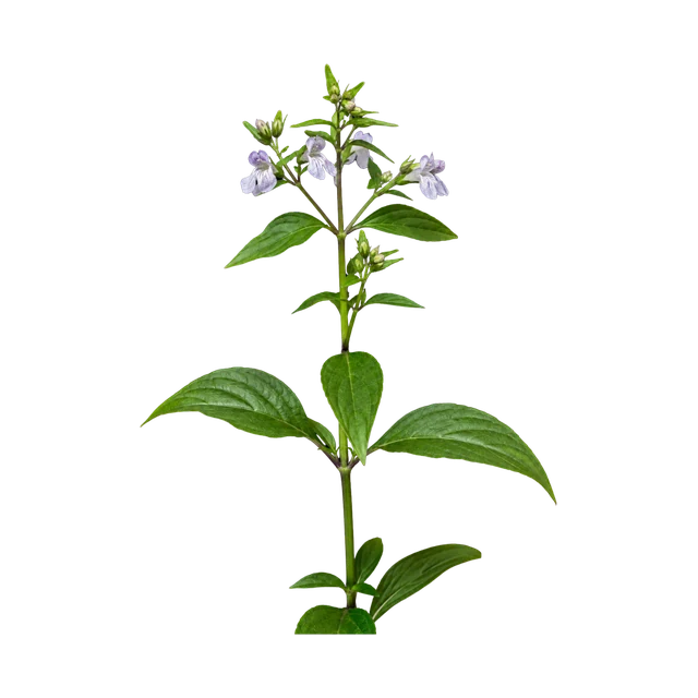 Carpenter’s Bush botanical