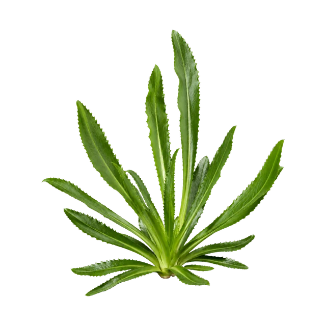 Fitweed botanical