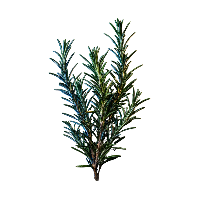 Rosemary botanical