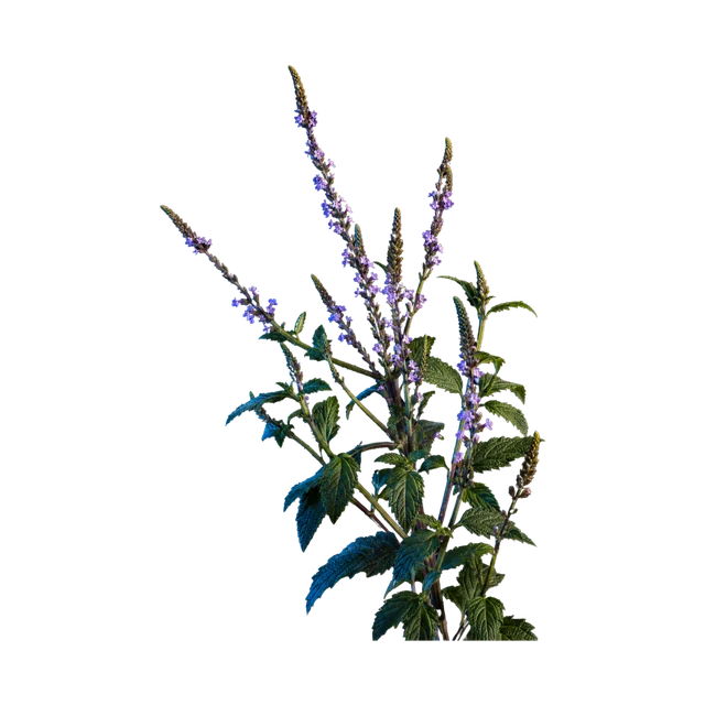 Vervain botanical