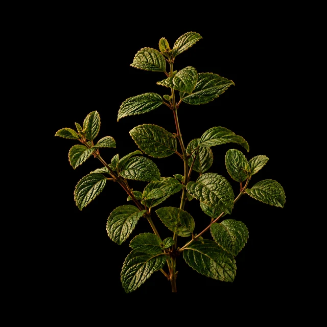 Medina botanical